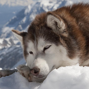 Huskies Jigsaw Puzzle.apk 1.0