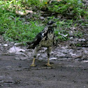 Black Hawk (juv)