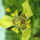 Yellow Walking Iris