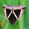 Erebid Moth