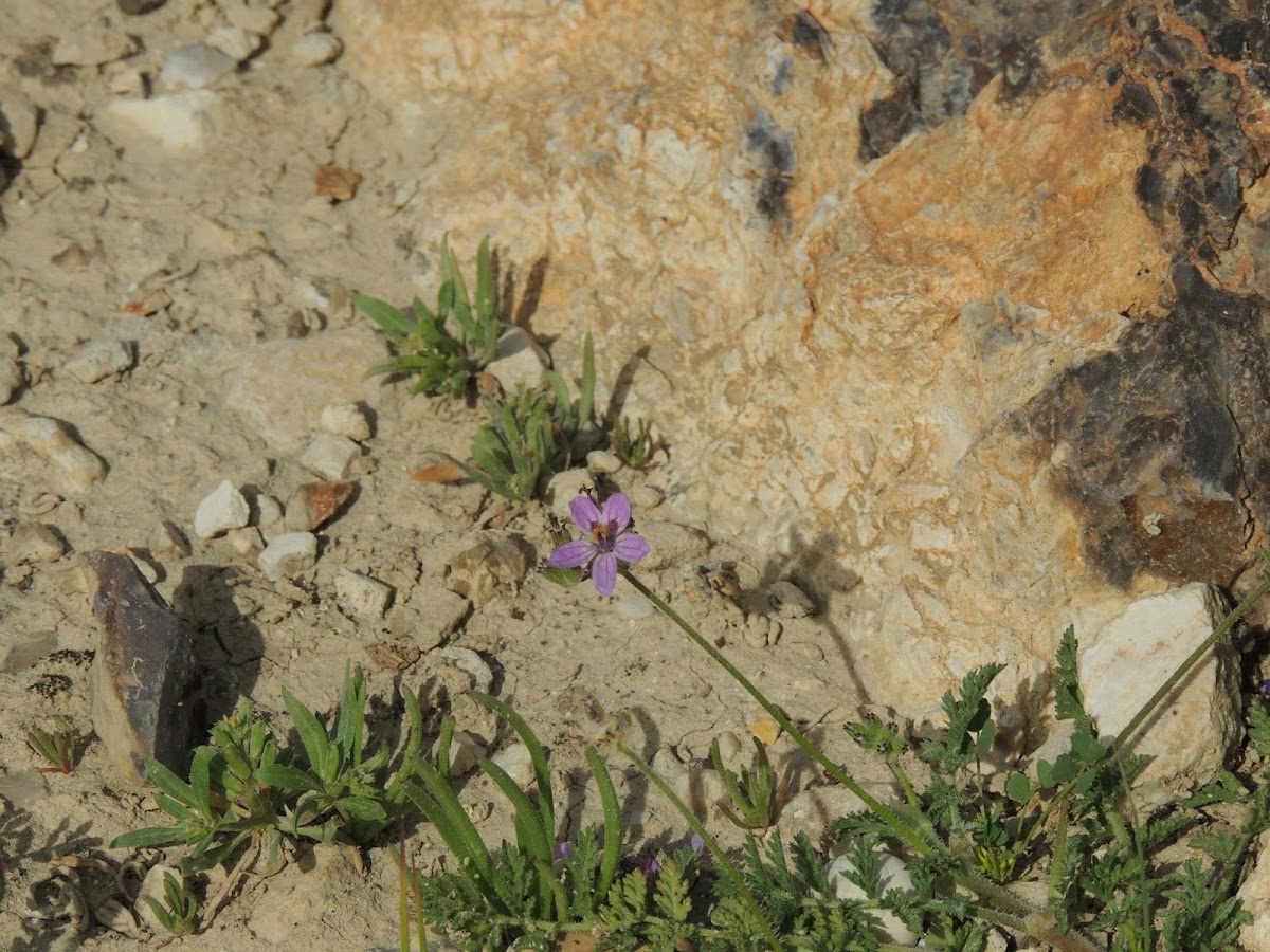 Erodium