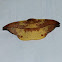 moth- Oreta extensa