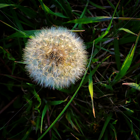 Temporary perfection by Steve Outing - Instagram & Mobile iPhone