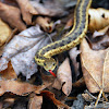 Garter Snake