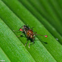 Stalk-eyed Fly