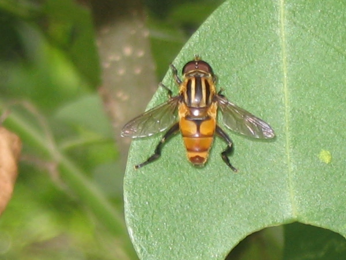Syrphid fly / Hoverfly