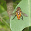Syrphid fly / Hoverfly