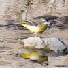 Grey Wagtail; Lavandera Cascadeña