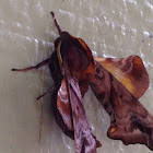 Huckleberry-sphinx Moth