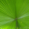 Palm (with ruffled leaf)