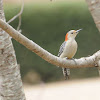 Red Bellied Woodpecker (female)