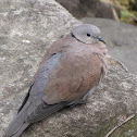 Red turtle dove