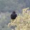 Carrion Crow; Corneja Negra
