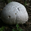 Powder Puff Mushroom