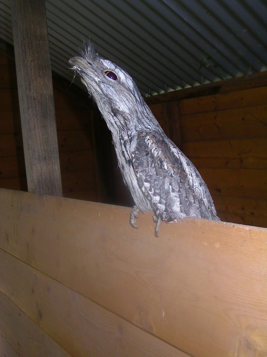 Tawney Frogmouth