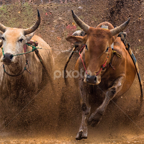 Pacu Jawi by Edwin Prajusa - Sports & Fitness Other Sports