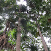 Cabbage Tree Palm