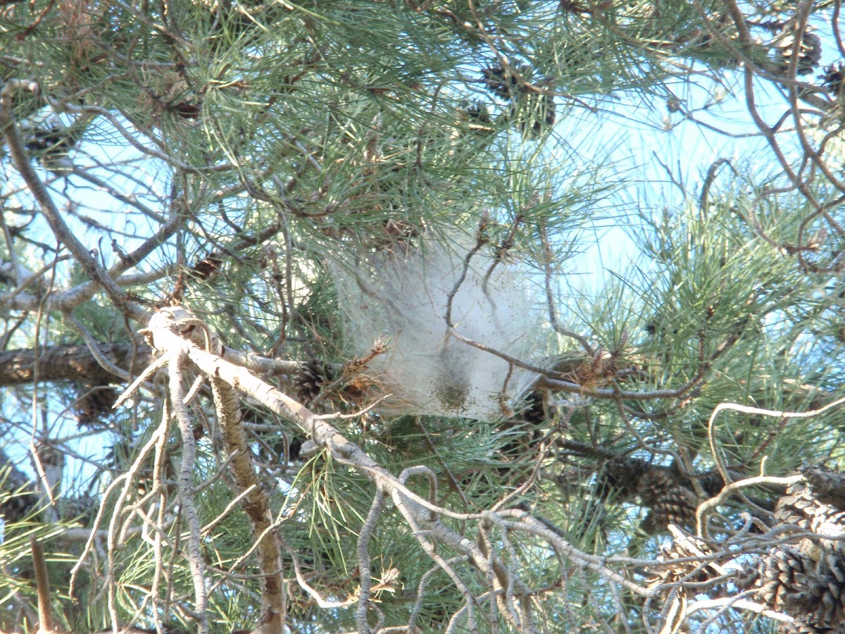 Pine Processionary Moth (Nest)