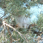Pine Processionary Moth (Nest)