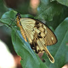 Mocker Swallowtail (male)