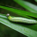 Palm Bob Caterpillar