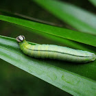 Palm Bob Caterpillar