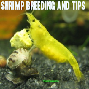 Shrimp Breeding and Tips 4.2