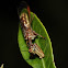 Mantid Lacewing