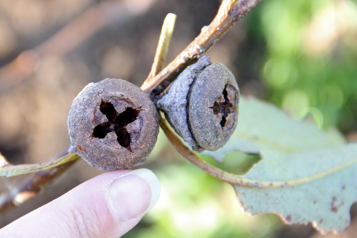 Tasmanian Bluegum Gumnut