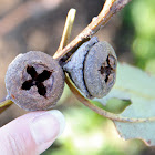 Tasmanian Bluegum Gumnut