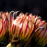 Blooms and barbs by Ruth Jolly -  