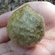 Oak Apple (made by Gall Wasp)