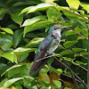 Green-crowned Brilliant (female)