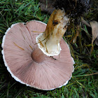 Western Flat-Topped Agaricus