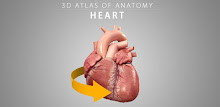 Heart 3D Anatomy APK