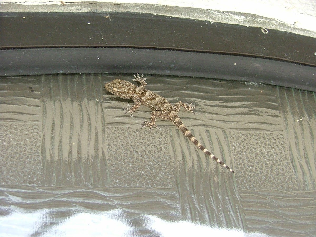 Moorish Wall Gecko