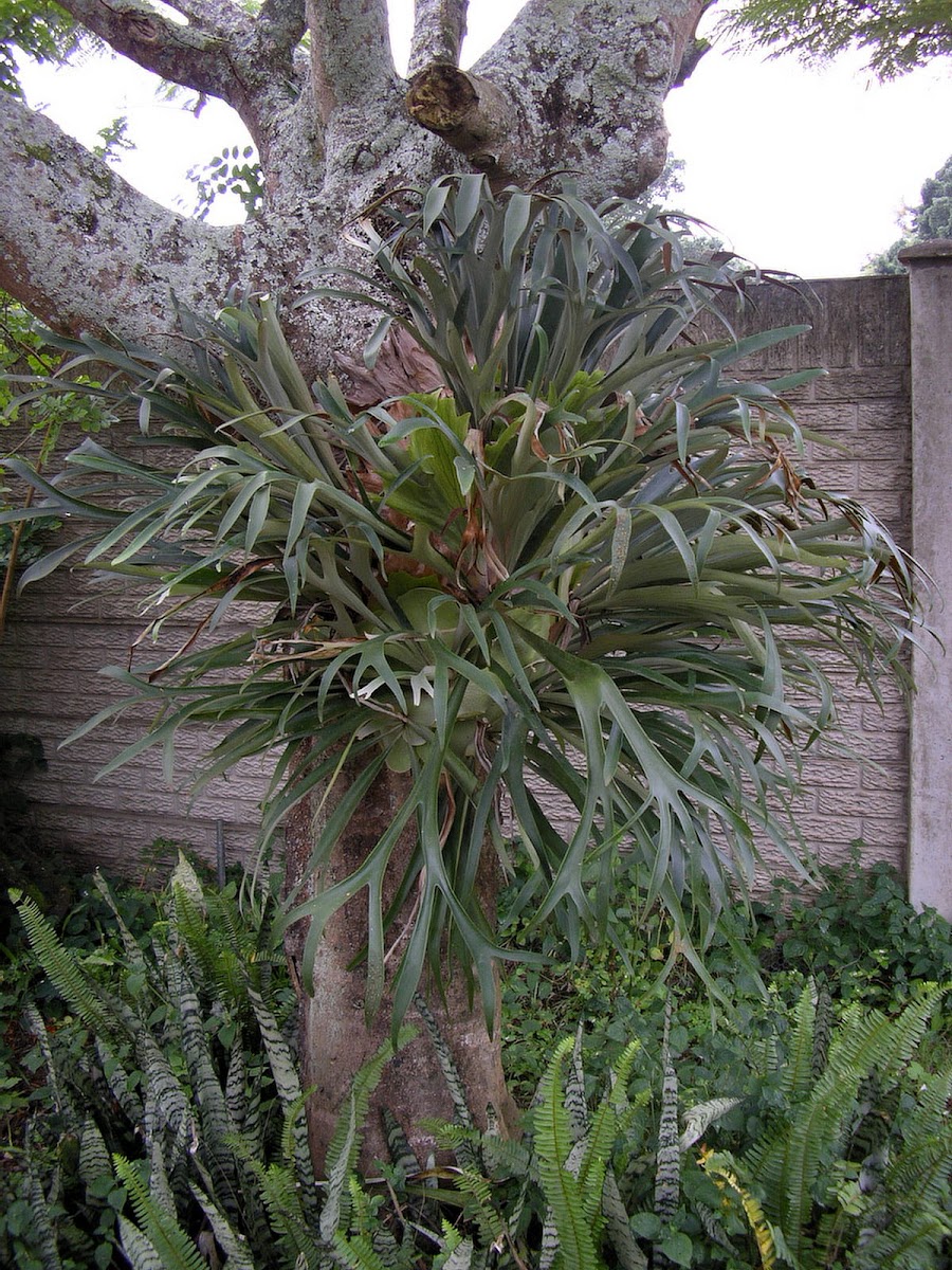 Staghorn Fern