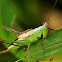 Meadow Katydid