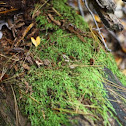 Pottiaceae Moss