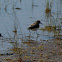 Semi Palmated Plover