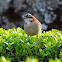 Tico-tico(Rufous-collared Sparrow)