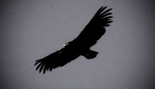 [LC5D-6812-Edit[4].jpg]