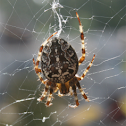 European Garden Spider / Kruisspin