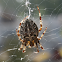 European Garden Spider / Kruisspin