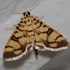 Pardomima moth