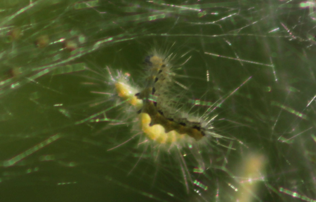 Fall Webworm Moth (caterpillar)