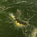 Fall Webworm Moth (caterpillar)
