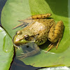 American Green Frog