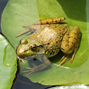 American Green Frog