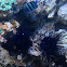 Long-spined Sea Urchin